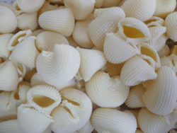 canestri pasta